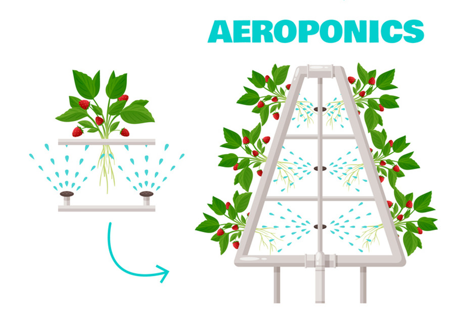 Aeroponics
