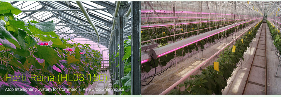 HL03 led interlighting for cucumber cultivation