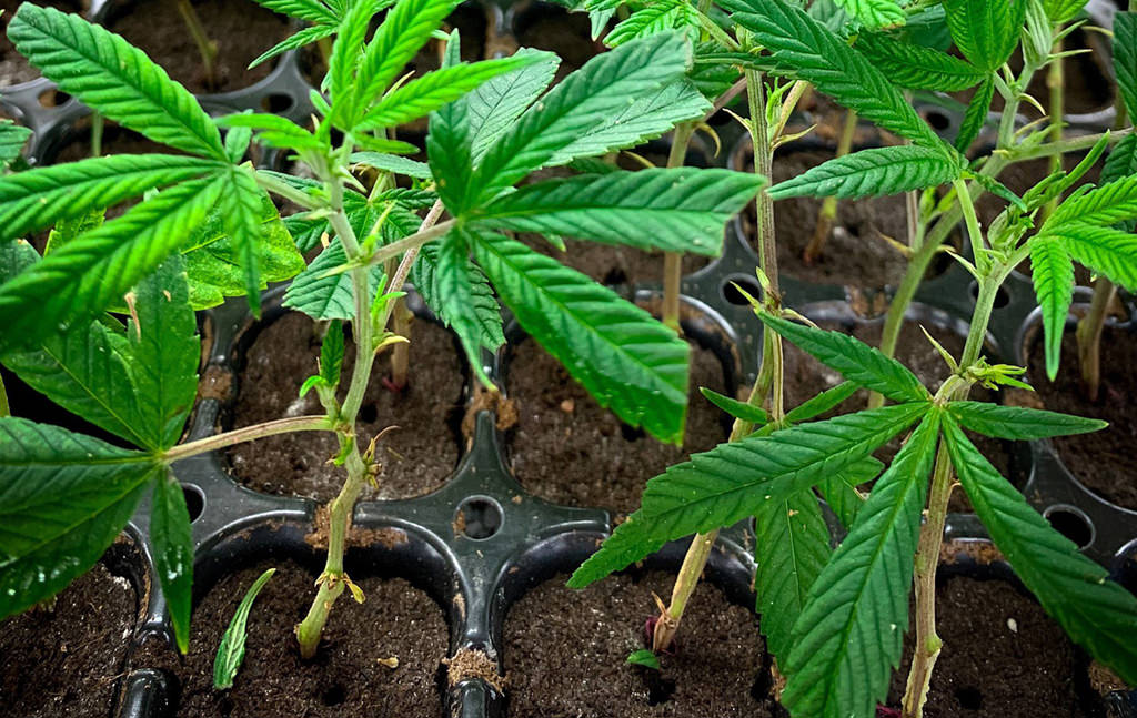 cloning cannabis to growing medium