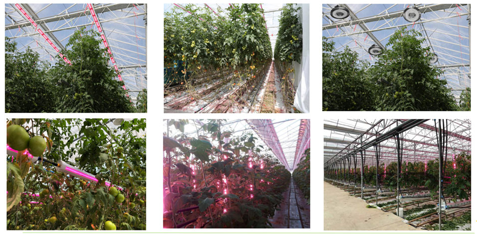 different grow light in greenhouse