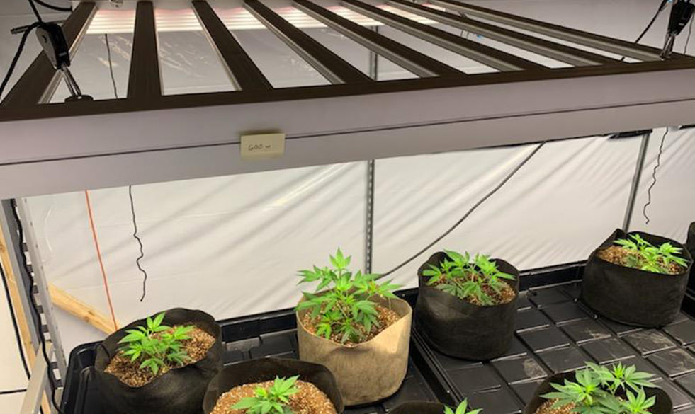 offer sufficient lighting for cloning cannabis