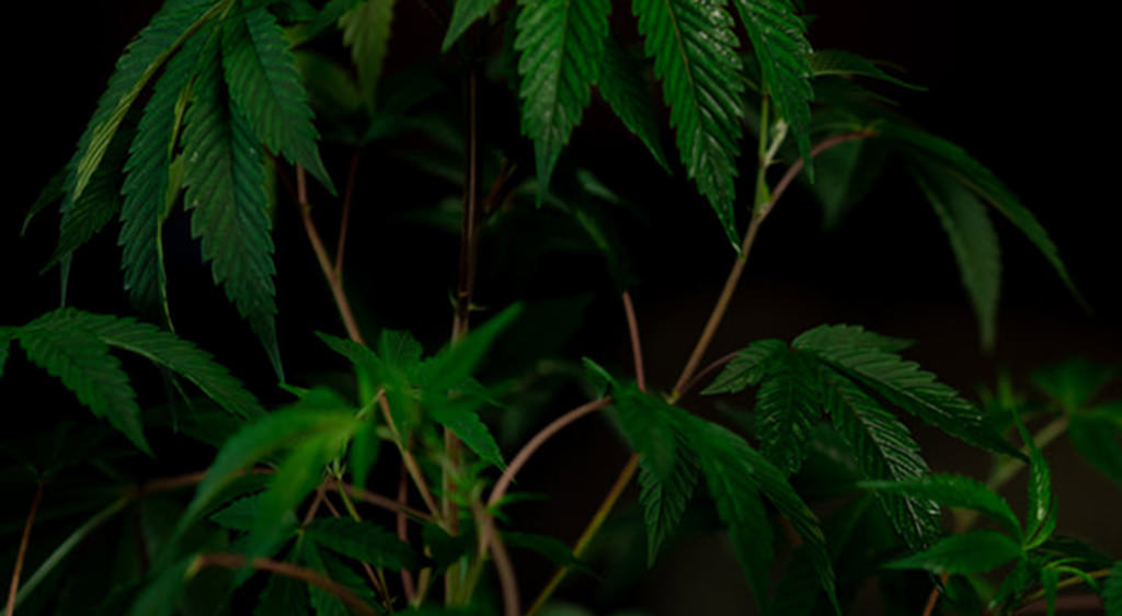 vegetative cannabis