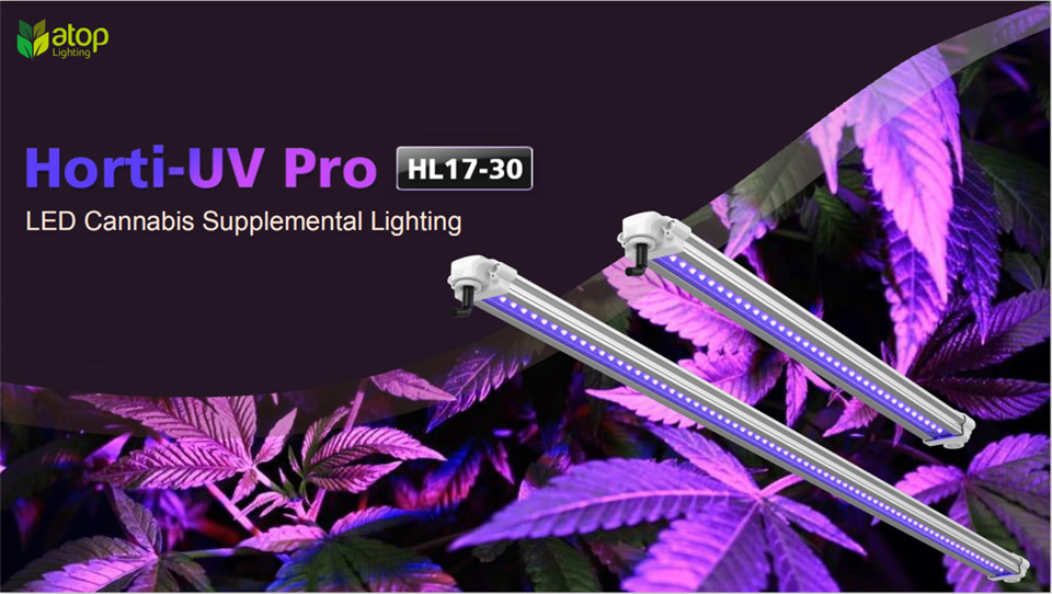 Atop LED UV grow light