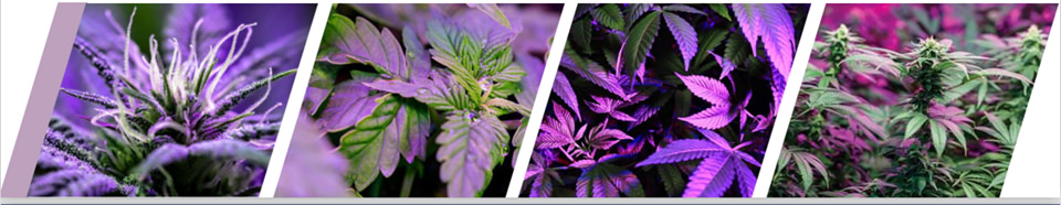 cannabis under UV light