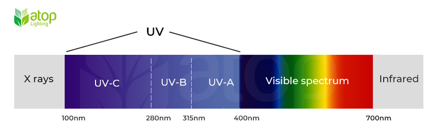 light spectrum UV light visible light