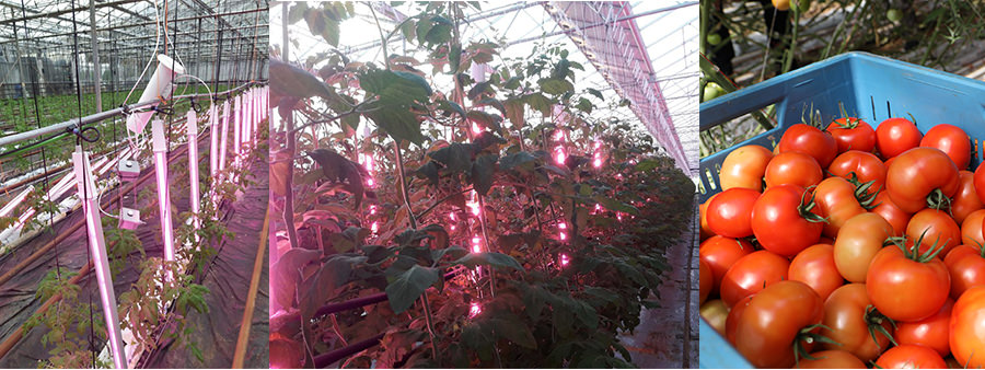 LED interlight for growing greenhouse tomatoes