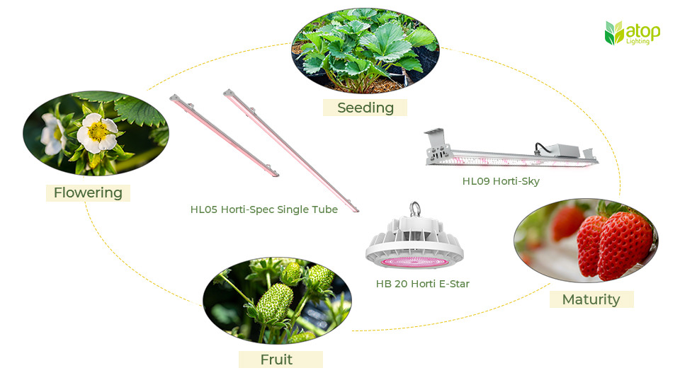 LED grow light for greenhouse strawberries