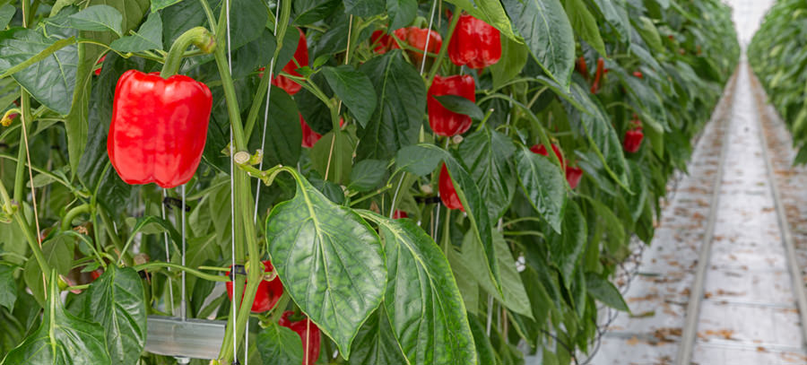 greenhouse pepper