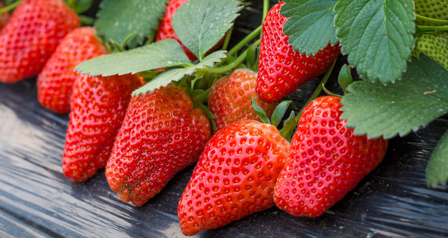 red and big greenhouse strawberries