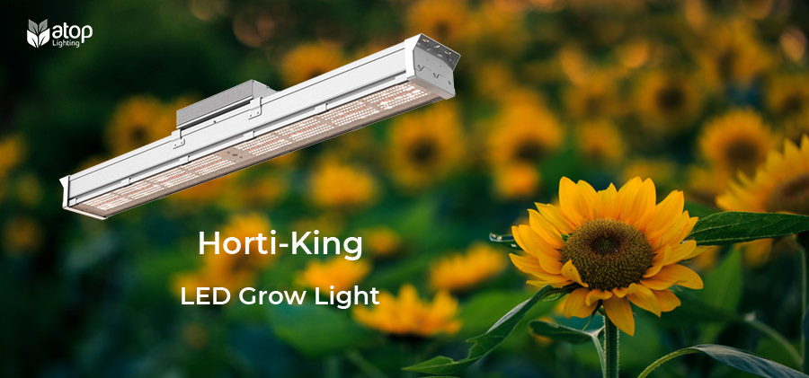 Horti king LED grow light for sunflower