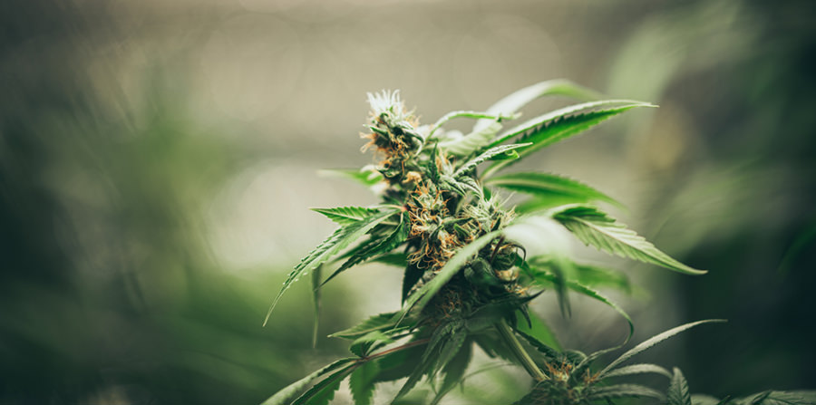 cannabis growing flowering