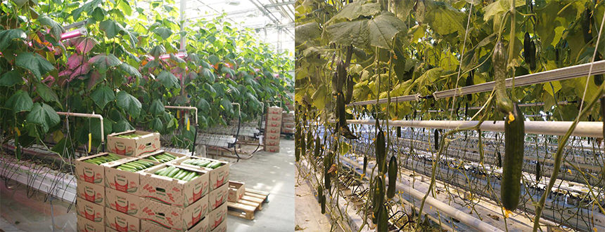 supplemental grow light for greenhouse cucumber