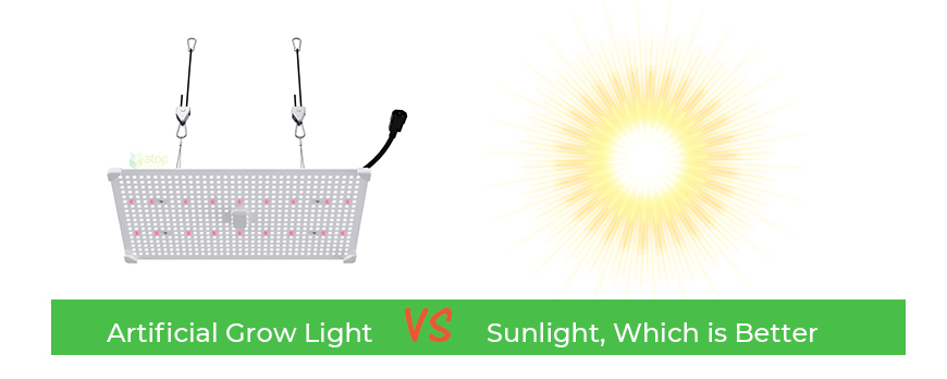 Artificial Grow Light VS Sunlight, Which is Better