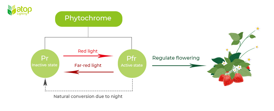 far red light regulate flowering Photoperiodic control
