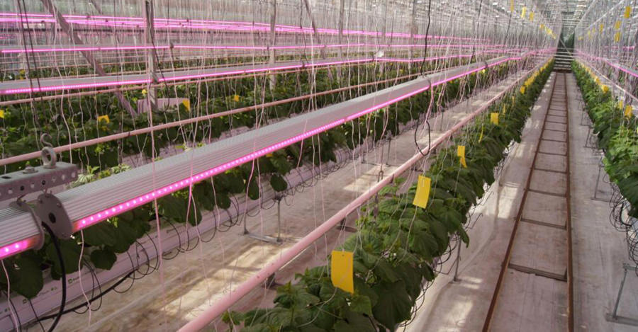plants are grown under LED grow light