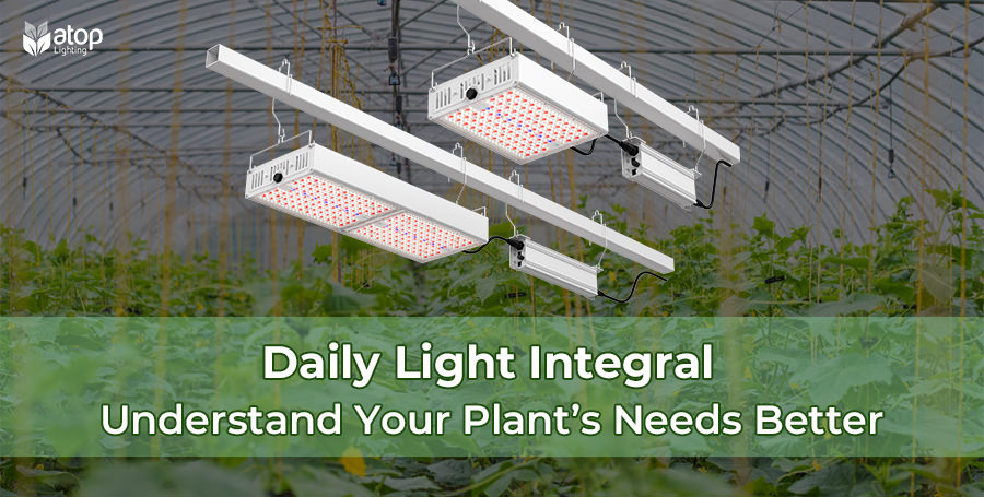 DLI (Daily Light Integral) Understand Your Plant’s Needs Better