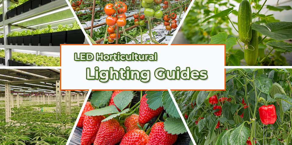 LED Horticultural Lighting Guides to 6 Common Commercial Crops