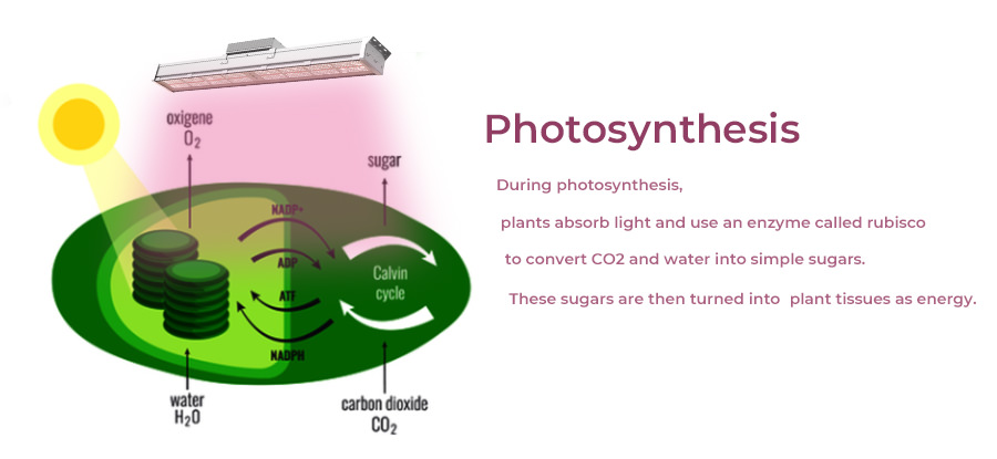 process of photosynthesis