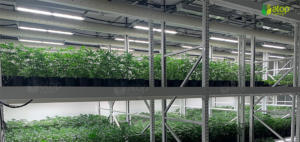 commercial cannabis cultivation trends use LED grow light