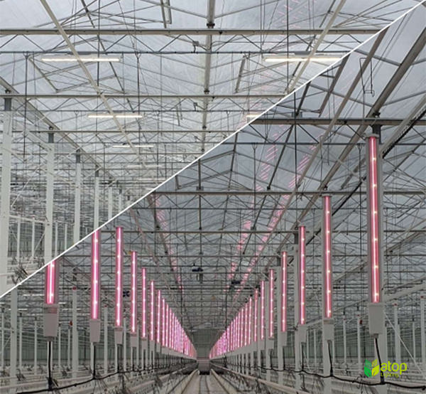 greenhouse grow light retrofit inter lighting
