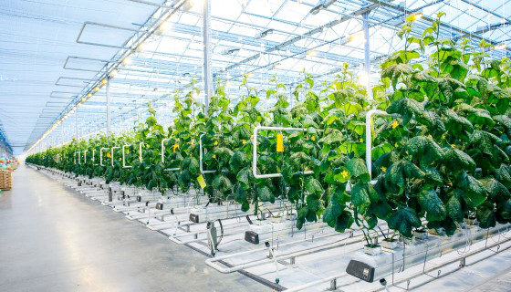 greenhouse vertical farm growing cucumber