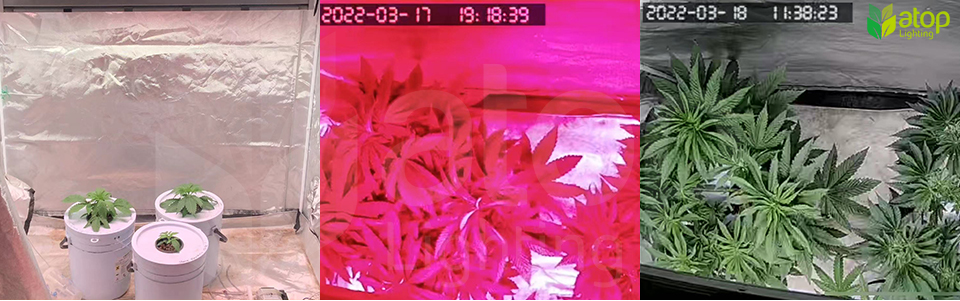 grow tent cannabis with four spectrum led grow light
