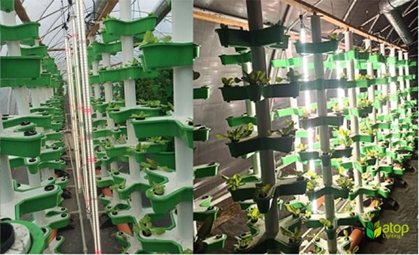 inter lighting vertial hydroponic lettuce