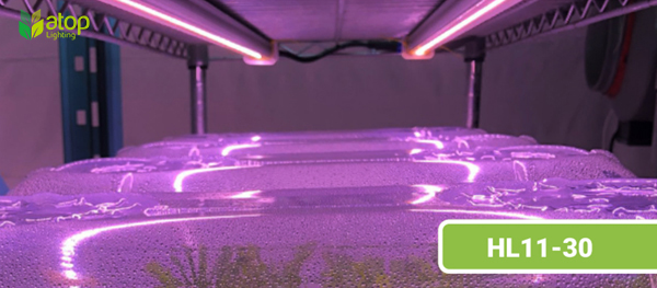 HL11 30 LED grow light cannabis clone seedlings