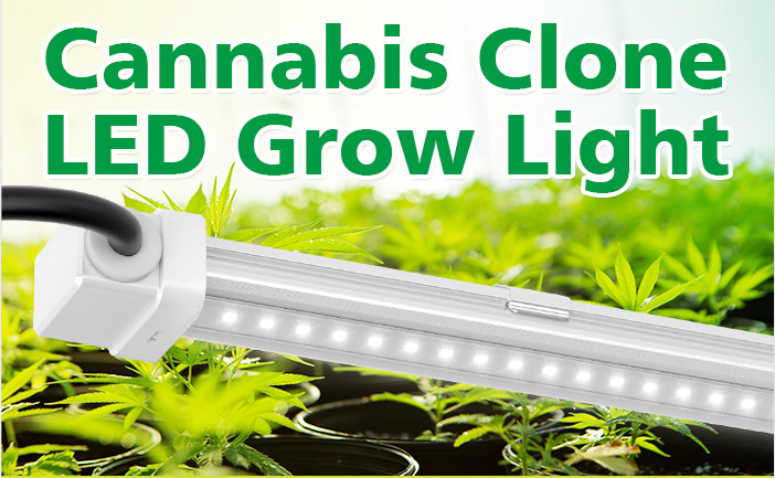 HL11 clone LED grow light cannabis