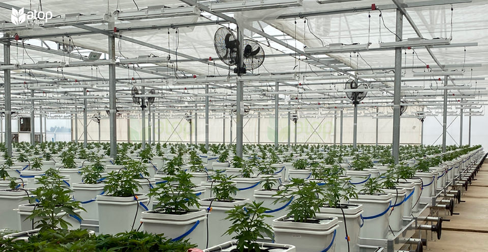 LED grow light greenhouse cannabis hydroponic