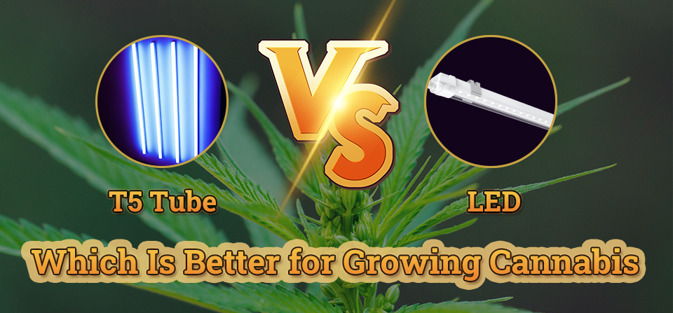 T5 tube vs LED Grow Light, Better for Growing Cannabis