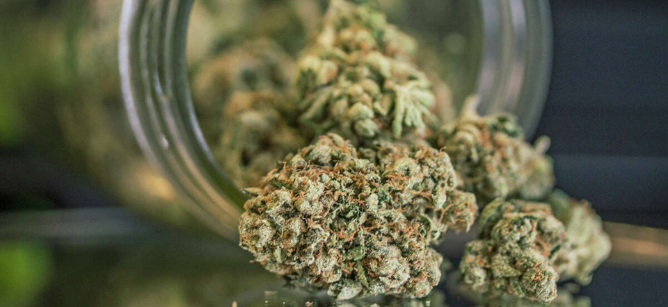 cannabis industrial legal flowering