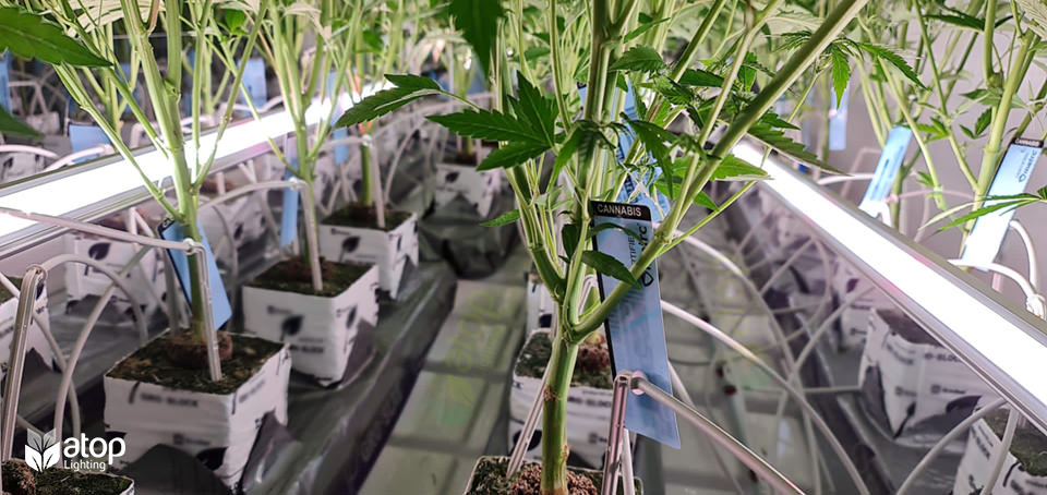 cannabis interlighting increase yield