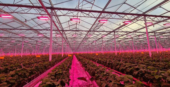 greenhouse grow light strawberry