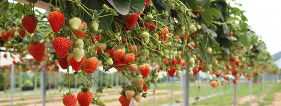 greenhouse strawberry