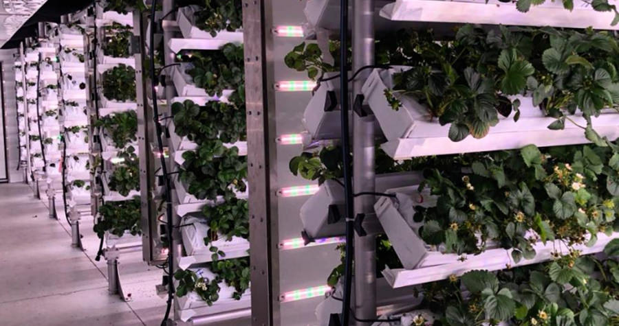 vertical farm hydroponic strawberry