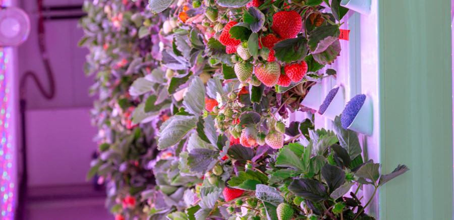 vertical farm indoor growing strawberry