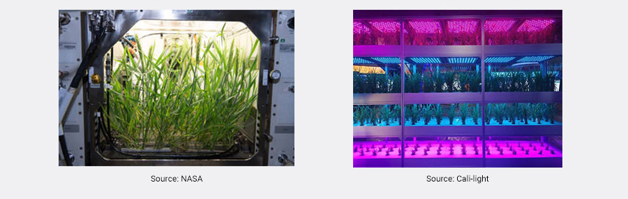 CEA in Growing plants in space Indoor growing rice