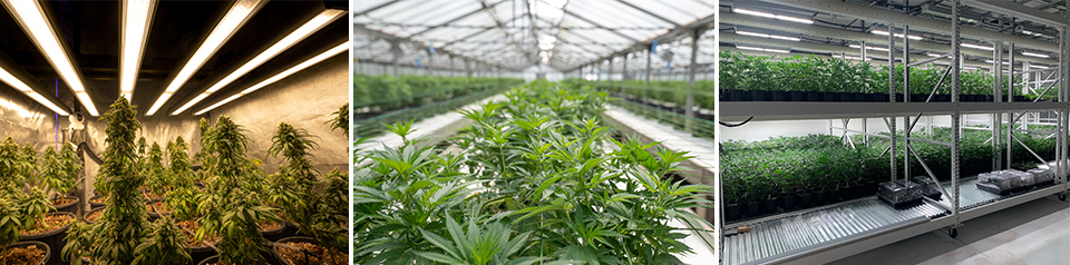 grow tent green house vertical farming growing cannabis