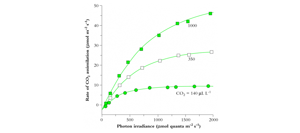 photon irradiance and rate of co2 assimulation
