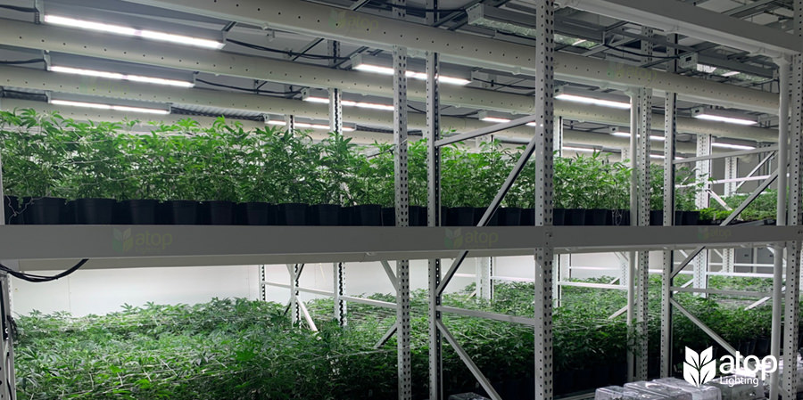 rack lighting for cannabis cultivation