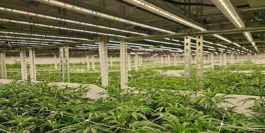 Atop LED grow light for cannabis plants