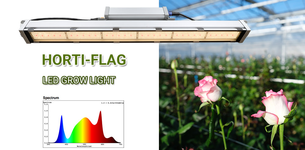 Horti Flag LED grow light for rose