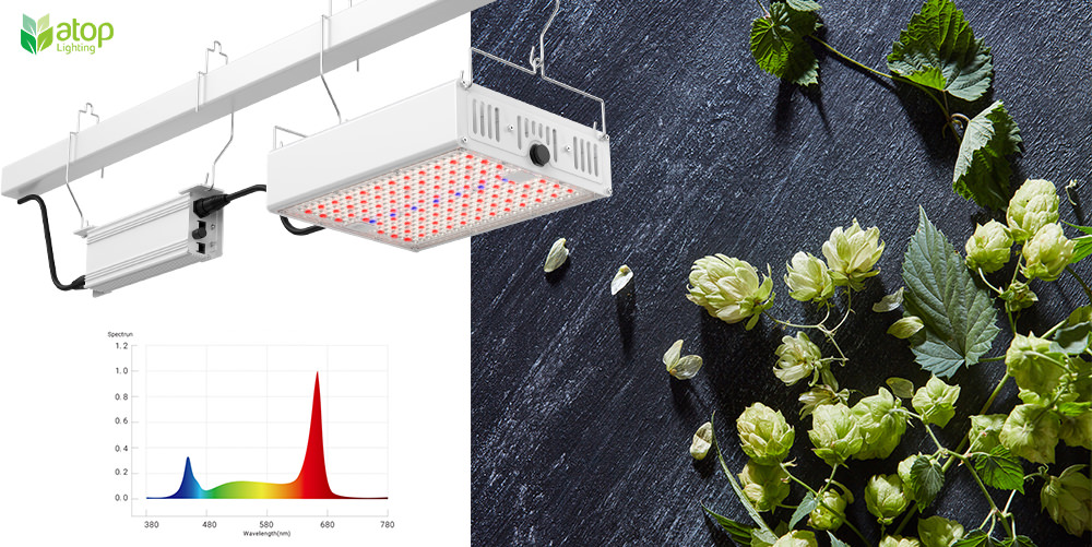 LED grow light for growing hops red light without far red light