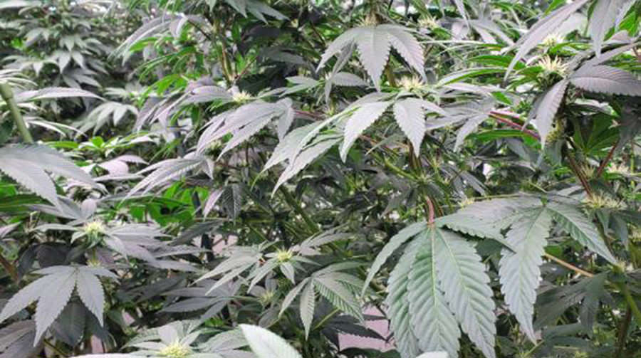 cannabis plants 