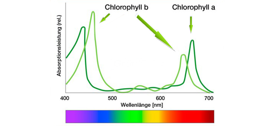 chlorophyll b a wavelength absorption
