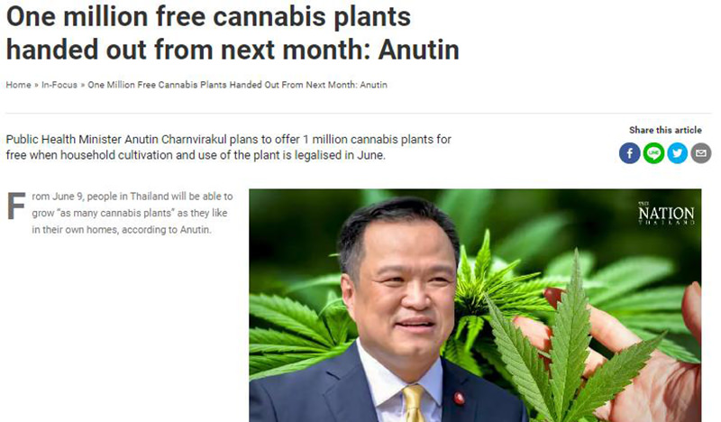 free cannabis plants handed out anutin