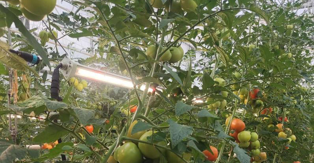 waterproof interlighting led grow light tomatoes vine crops