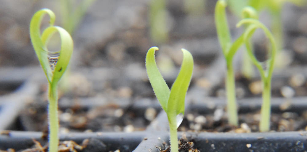 eggplant seedlings germination