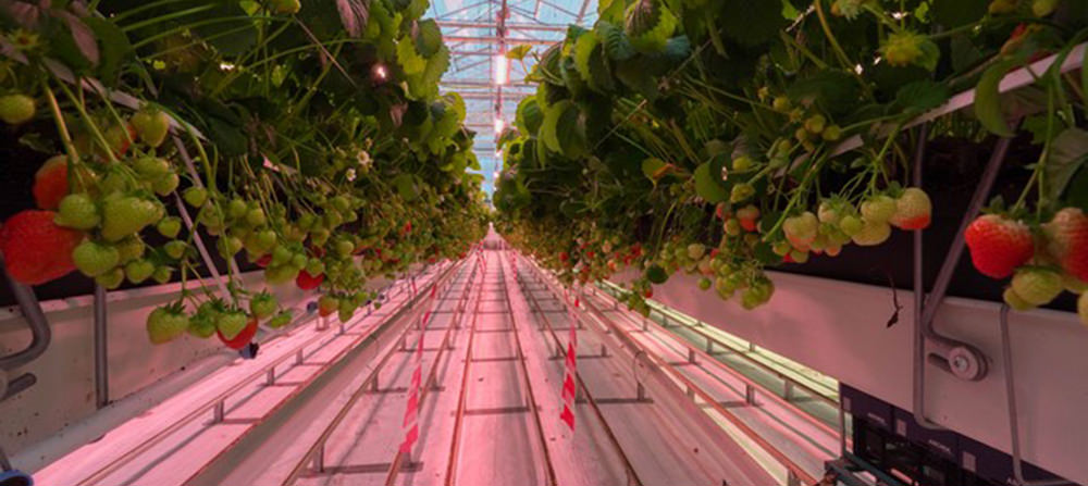 far red light on greenhouse strawberries